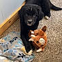 puppy, dog, black_dog, carpet, blanket, plush_toy, stuffed_animal, paw_prints, indoor, floor, wooden_baseboard, cute, pet, animal, young_dog, toy, cozy, lying_down, furry, home