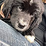 Whiskey is registered to the contest to win money with this photo: puppy, dog, black_and_white, close_up, lap, jeans, car_interior, soft_light, cute, pet, animal, fur, young, resting, hand, window, seatbelt, casual, comfort, cozy