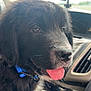 Whiskey joined the competition — help win amazing prizes! puppy, dog, black_fur, blue_collar, car_interior, dashboard, gear_shift, tongue_out, close_up, pet, young_dog, happy, whiskers, seat, window, daylight, cute, animal, domestic_animal, indoors
