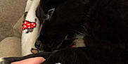 Whiskey is registered to the contest to win money with this photo: puppy, dog, black_dog, paw, hand, blanket, festive, indoor, cozy, carpet, couch, nail_polish, human, pet, fur, cute, snuggling, resting, domestic_animal, companion