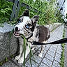 Benito participe au concours pour gagner de l'argent avec cette photo : puppy, dog, blue_eyes, grass, leash, sidewalk, cobblestone, greenery, outdoor, playful, young_dog, fur, collar, pet, animal, walking, nature, cute, tongue, ears