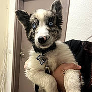 Benito a rejoint le concours — aidez-le/la à gagner de superbes lots ! puppy, dog, blue_eyes, indoor, person_hand, collar, tag, black_and_white, cute, pet, fur, nose, ears, animal, holding, door, wall, leash, portrait, young