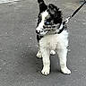 Benito participe au concours pour gagner de l'argent avec cette photo : puppy, dog, blue_eyes, leash, outdoor, street, pavement, curious, pet, animal, black_and_white, fluffy, young_dog, walking, canine, collar, standing, side_view, urban, adorable