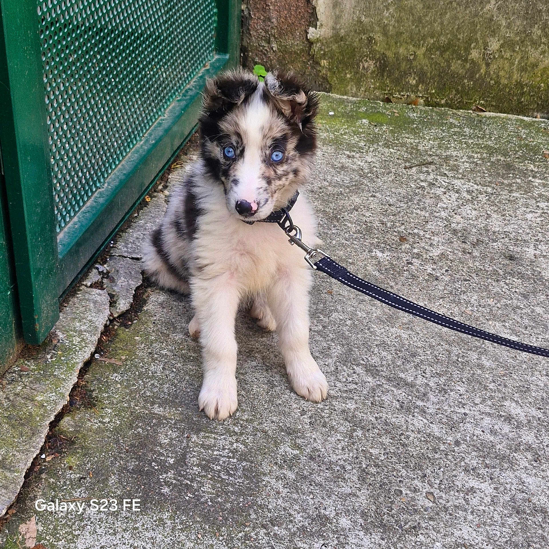 Benito participe au concours pour gagner de l'argent avec cette photo : puppy, dog, blue_eyes, leash, concrete, outdoor, gate, fence, pet, animal, young_dog, sitting, collar, fur, cute, alert, sidewalk, texture, nature, domestic_animal
