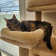 Arès participe au concours pour gagner de l'argent avec cette photo : cat, tabby_cat, fluffy, cat_tree, plush, indoor, window, frosted_glass, relaxed, lounging, pet, animal, fur, tail, ear, curious, soft, home, daylight, cozy