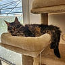 cat, tabby_cat, fluffy, cat_tree, plush, indoor, window, frosted_glass, relaxed, lounging, pet, animal, fur, tail, ear, curious, soft, home, daylight, cozy