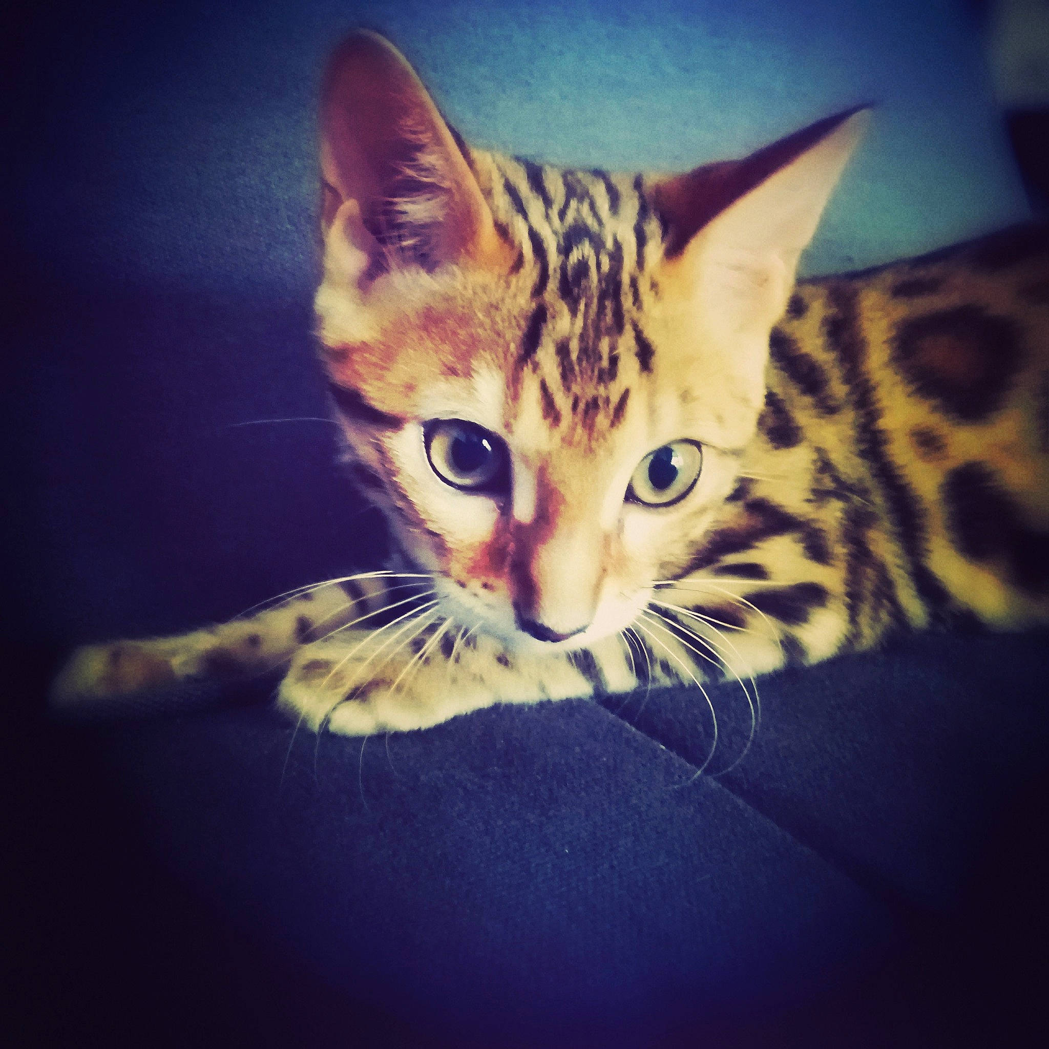 Shere-khan a rejoint le concours — aidez-le/la à gagner de superbes lots ! carnivore, cat, cloud, cumulus, darkness, domestic_short_haired_cat, electric_blue, eye, felidae, fur, hand, meteorological_phenomenon, mountain, paw, sky, small_to_medium_sized_cats, snout, square, tail, whiskers