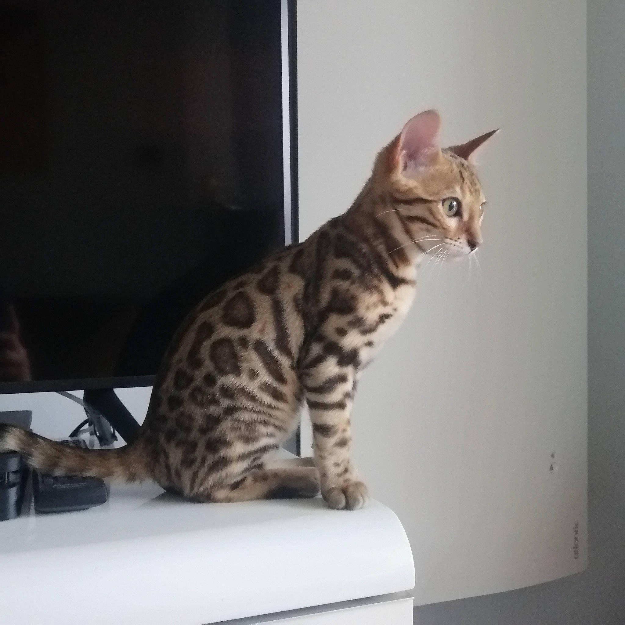 Shere-khan a rejoint le concours — aidez-le/la à gagner de superbes lots ! carnivore, cat, comfort, domestic_short_haired_cat, felidae, fur, paw, room, sitting, small_to_medium_sized_cats, snout, tail, terrestrial_animal, whiskers, wildlife