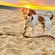 Pipo joined the competition — help win amazing prizes! animal, beach, clouds, coast, cute, dog, evening, leash, nature, ocean, outdoor, pet, playful, sand, scenic, sky, small_dog, sunbeam, sunlight, sunset