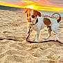 animal, beach, clouds, coast, cute, dog, evening, leash, nature, ocean, outdoor, pet, playful, sand, scenic, sky, small_dog, sunbeam, sunlight, sunset