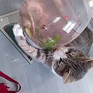 Pompom participe au concours pour gagner de l'argent avec cette photo : automotive_lighting, carnivore, cat, claw, comfort, domestic_short_haired_cat, felidae, fur, glass, home_appliance, major_appliance, paw, pet_supply, plant, plastic_bag, room, small_to_medium_sized_cats, tail, washing_machine, whiskers