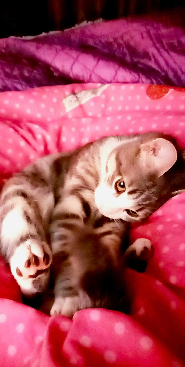 Pompom