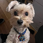 Firulais joined the competition — help win amazing prizes! dog, pet, indoor, close_up, collar, tags, wooden_floor, fur, cute, small_dog, two_dogs, animal, curious, standing, domestic, mammal, companion, background, black_dog, home