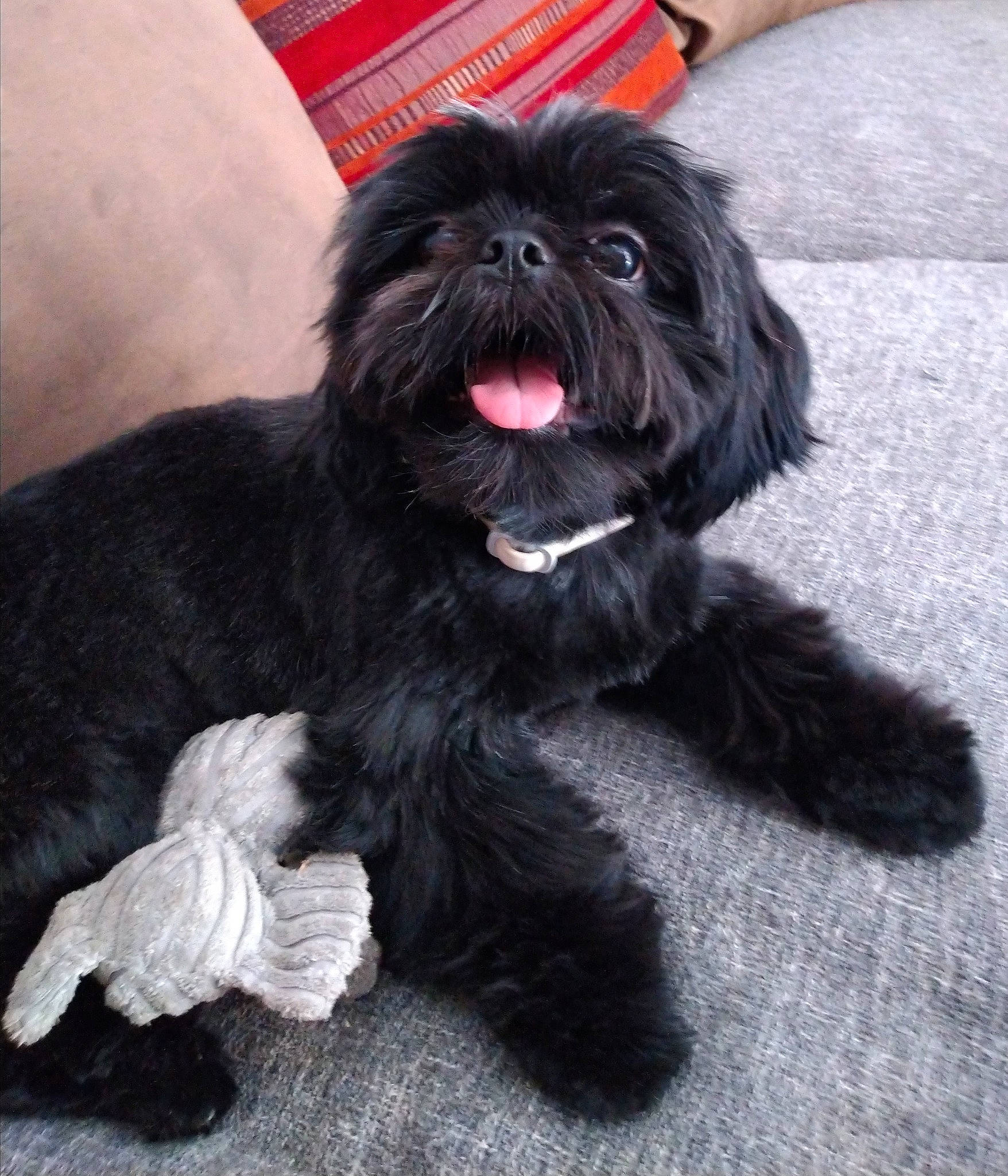 Pirate participe au concours pour gagner de l'argent avec cette photo : affenpinscher, bolonka, canidae, carnivore, chinese_imperial_dog, companion_dog, dog, dog_breed, kyi_leo, lhasa_apso, mammal, pekapoo, puppy, rare_breed_dog, schnoodle, shih_poo, shih_tzu, sporting_group, toy_dog, vertebrate