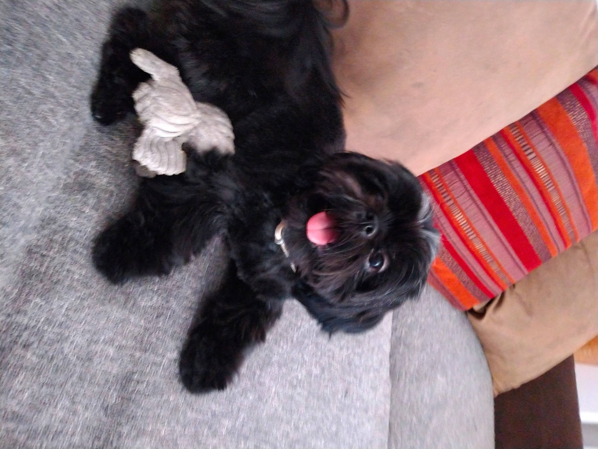 Pirate participe au concours pour gagner de l'argent avec cette photo : affenpinscher, bolonka, canidae, carnivore, cavapoo, companion_dog, dog, dog_breed, fur, havanese, labradoodle, liver, mammal, non_sporting_group, puppy, shih_tzu, sporting_group, tail, toy_poodle, vertebrate