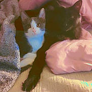 Smudge joined the competition — help win amazing prizes! cat, cats, bed, blanket, pink_pillow, black_cat, grey_and_white_cat, cozy, snuggling, pet, animal, feline, resting, indoor, soft_texture, comfort, cute, sleepy, domestic, warm