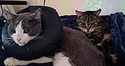 Smudge is registered to the contest to win money with this photo: animal, blanket, cat, cozy, cute, domestic_animal, ears, feline, fur, gray_cat, home, indoor, inflatable_collar, pet, relaxed, resting, sleepy, tabby_cat, two_animals, whiskers