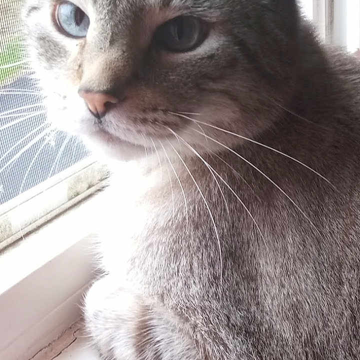 Pitzca joined the competition — help win amazing prizes! abyssinian, angora, animal, cat, egyptiancat, gray, head, homedecor, kitten, manx, person, pet, siamese, window, windowsill