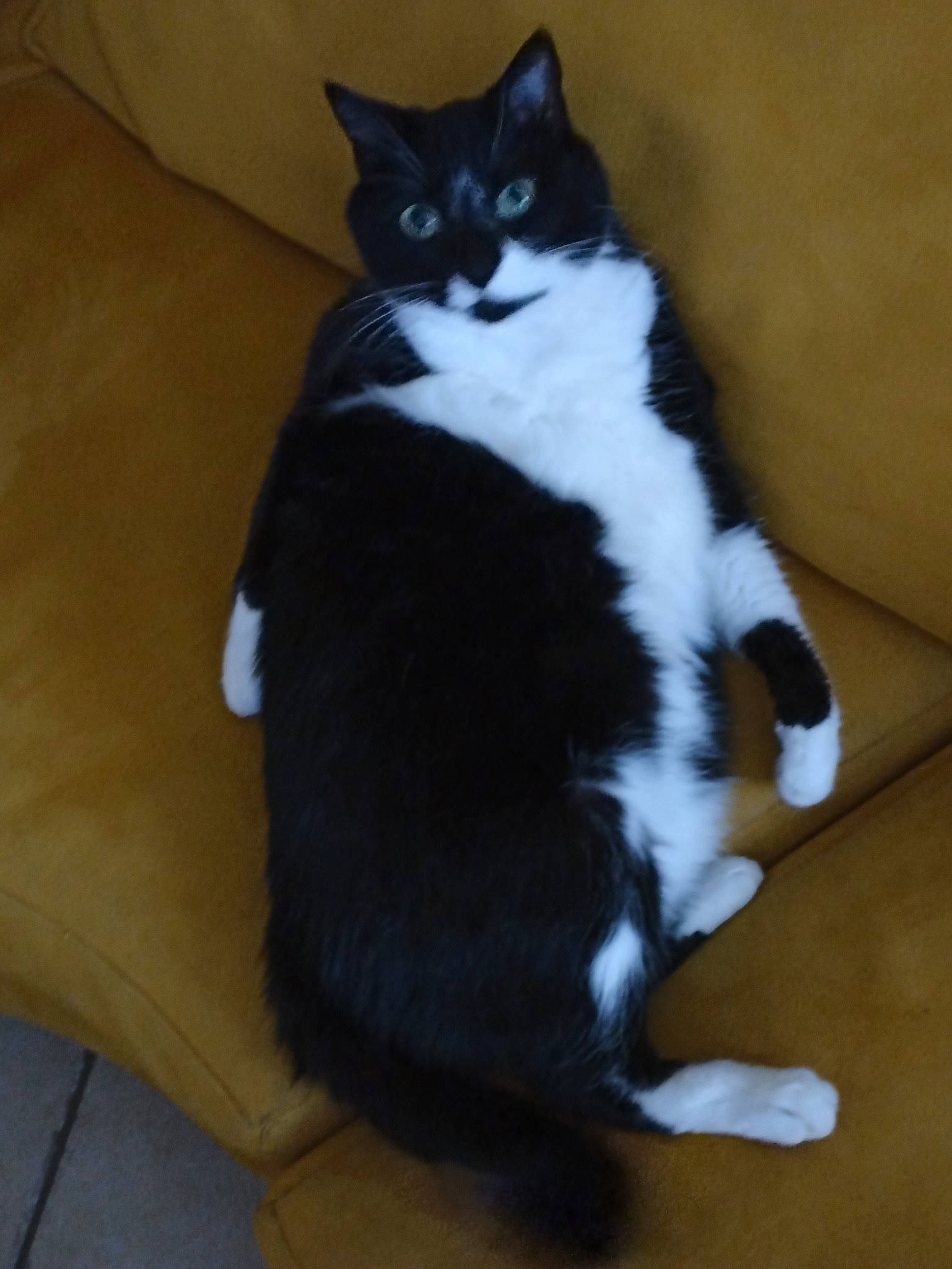 Tiago a rejoint le concours — aidez-le/la à gagner de superbes lots ! carnivore, cat, comfort, domestic_short_haired_cat, felidae, floor, flooring, foot, formal_wear, fur, hardwood, laminate_flooring, paw, small_to_medium_sized_cats, tail, whiskers, wood, wood_flooring