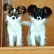 Vanille Et Vayana participe au concours pour gagner de l'argent avec cette photo : dog, puppy, two_dogs, fluffy, ears, standing, wooden_surface, indoor, wallpaper, pet, animal, cute, looking_at_camera, furry, small_dog, companion, domestic_animal, friendly, alert, adorable