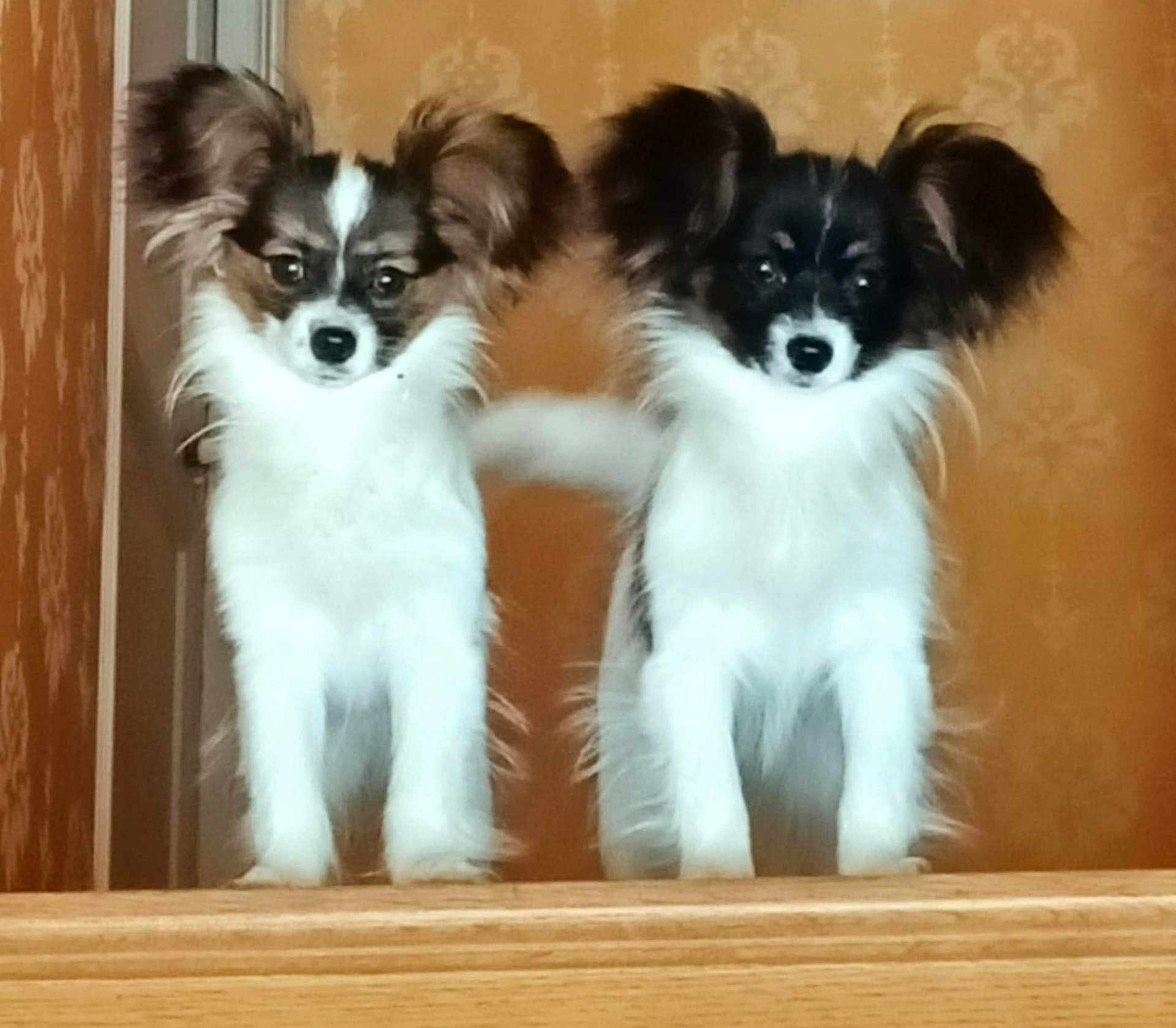 Vanille Et Vayana participe au concours pour gagner de l'argent avec cette photo : dog, puppy, two_dogs, fluffy, ears, standing, wooden_surface, indoor, wallpaper, pet, animal, cute, looking_at_camera, furry, small_dog, companion, domestic_animal, friendly, alert, adorable