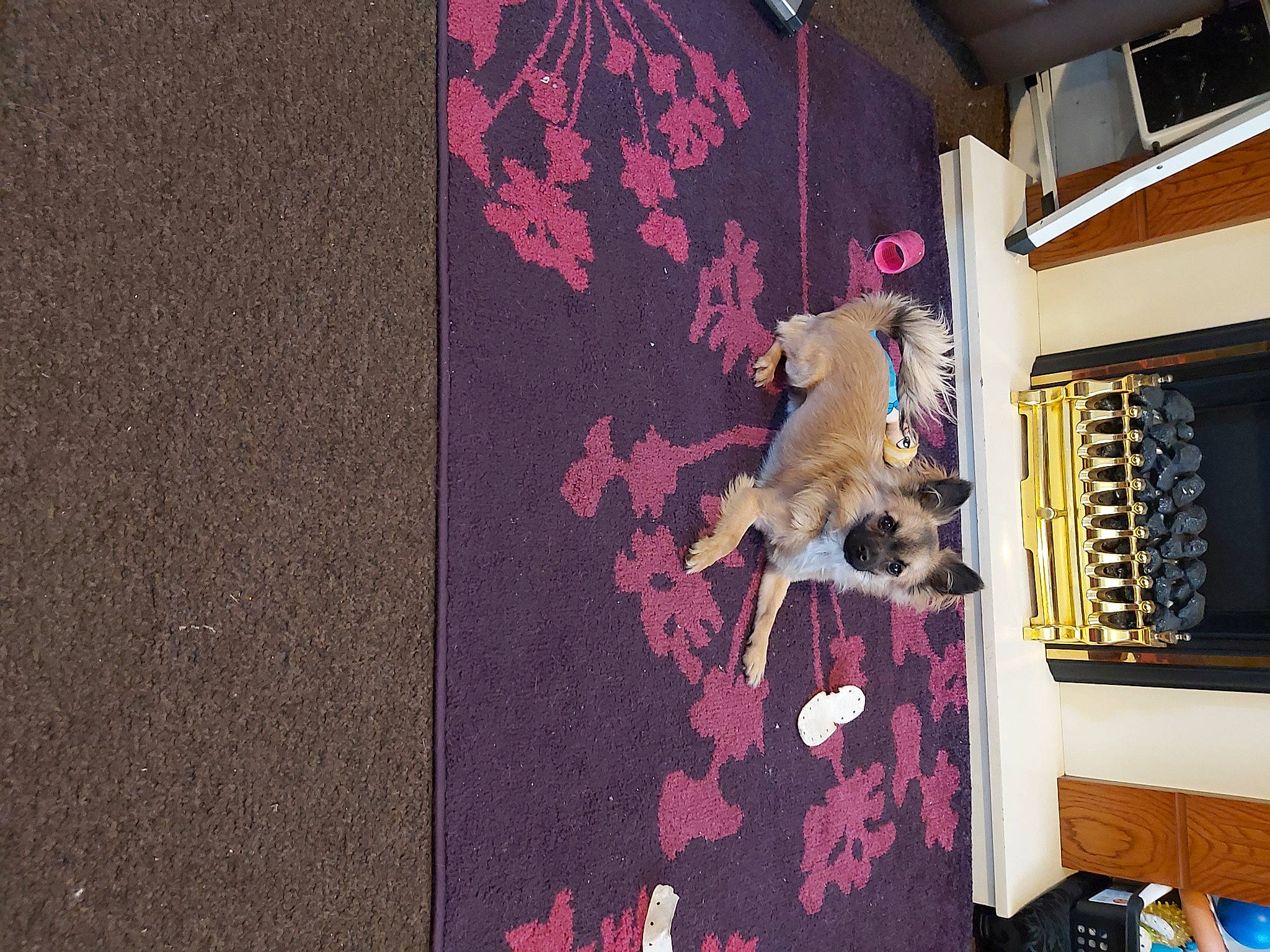 Donut is registered to the contest to win money with this photo: cat, room, wall, wallpaper