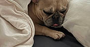 Lola is registered to the contest to win money with this photo: animal, bed, blanket, comfort, cozy, cute, dog, ears, french_bulldog, fur, indoor, nap, paw, pet, relaxation, resting, sleeping, snout, soft, tongue_out