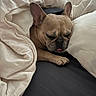 animal, bed, blanket, comfort, cozy, cute, dog, ears, french_bulldog, fur, indoor, nap, paw, pet, relaxation, resting, sleeping, snout, soft, tongue_out