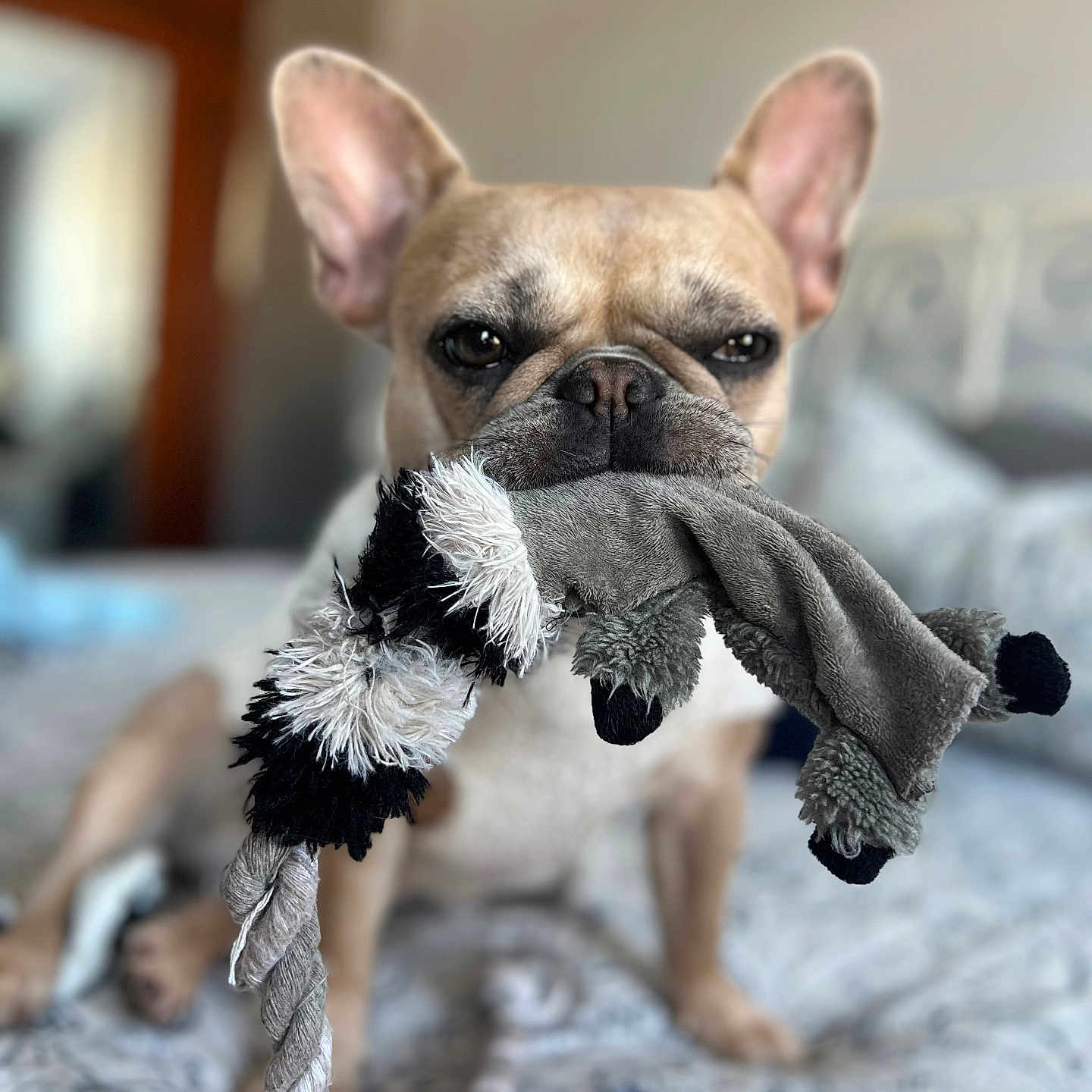 Lola joined the competition — help win amazing prizes! animal, bed, blurred_background, brown, cozy, cute, dog, ears, french_bulldog, fur, home, indoor, mouth, nose, pet, playful, plush_toy, resting, toy, white