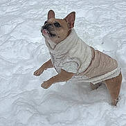 Lola is registered to the contest to win money with this photo: animal, backyard, canine, coat, cold, cute, daylight, dog, frozen, fur, nature, outdoor, pet, playful, small_dog, snow, snowy, warm_clothing, white_snow, winter