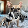 Lola is registered to the contest to win money with this photo: animal, bed, bedspread, blurred_background, cute, dog, domestic_animal, ears, face, french_bulldog, furniture, indoor, looking, mouth, nose, pet, pet_toy, plush_toy, rope_toy, toy