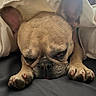 Lola joined the competition — help win amazing prizes! animal, blanket, canine, close_up, cozy, cute, dog, ears, expression, face, french_bulldog, fur, indoor, napping, paws, pet, resting, sleepy, snout, tired