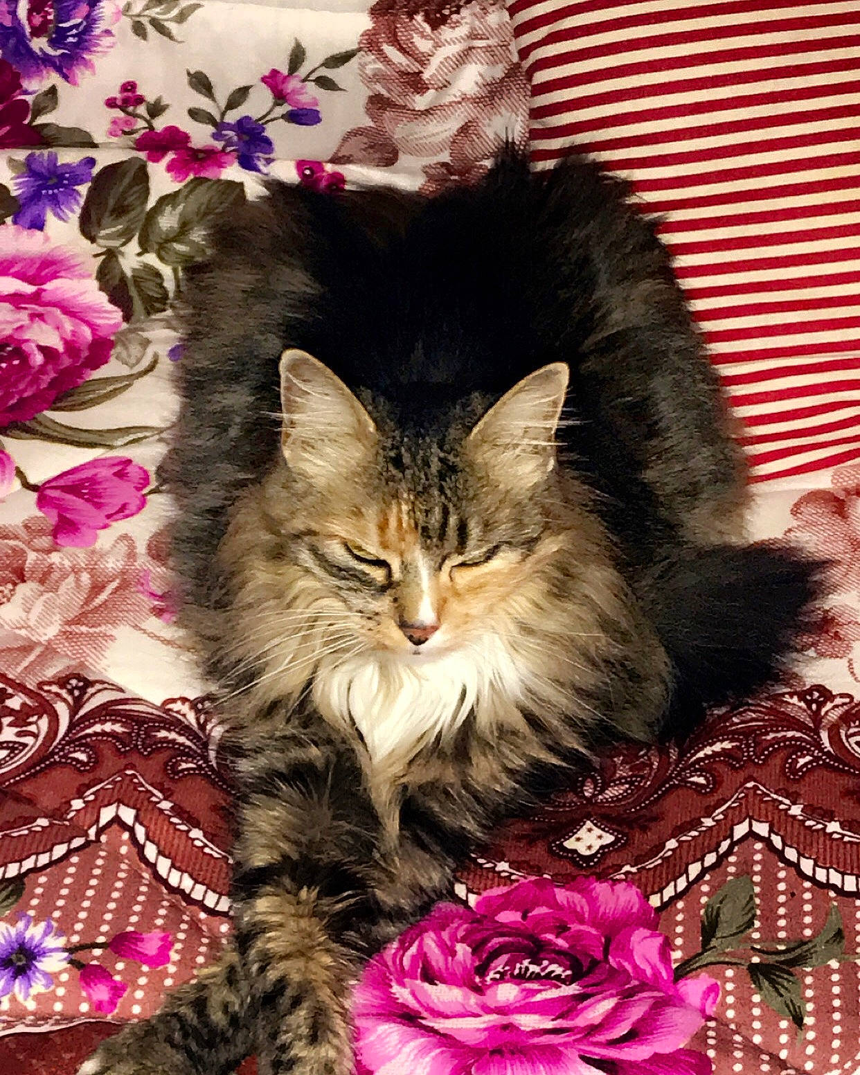 Kimy participe au concours pour gagner de l'argent avec cette photo : asian, carnivore, cat, european_shorthair, felidae, fur, kitten, maine_coon, norwegian_forest_cat, pink, plant, ragamuffin, small_to_medium_sized_cats, tabby_cat, whiskers