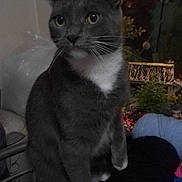 Mazakeen is registered to the contest to win money with this photo: cat, gray_cat, white_chest, indoor, yarn, tea_cup, fish_tank, plant, curious, pet, animal, feline, whiskers, sitting, domestic, close_up, soft_light, cozy, household, relaxed