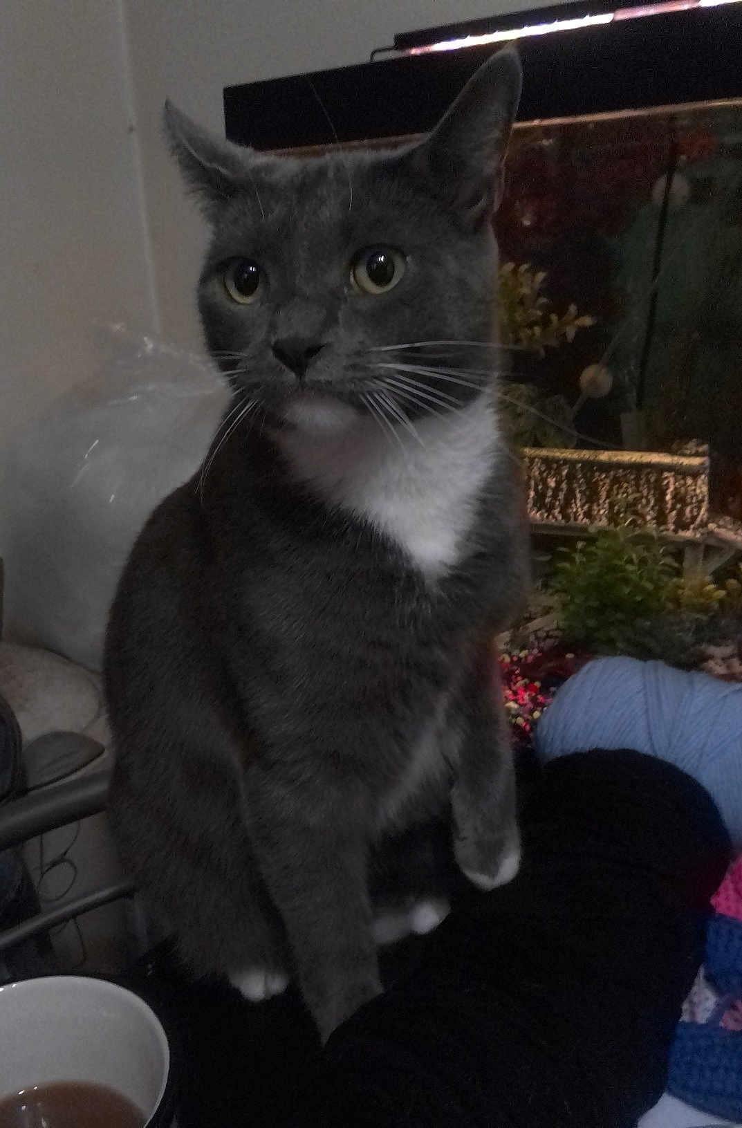 Mazakeen is registered to the contest to win money with this photo: cat, gray_cat, white_chest, indoor, yarn, tea_cup, fish_tank, plant, curious, pet, animal, feline, whiskers, sitting, domestic, close_up, soft_light, cozy, household, relaxed