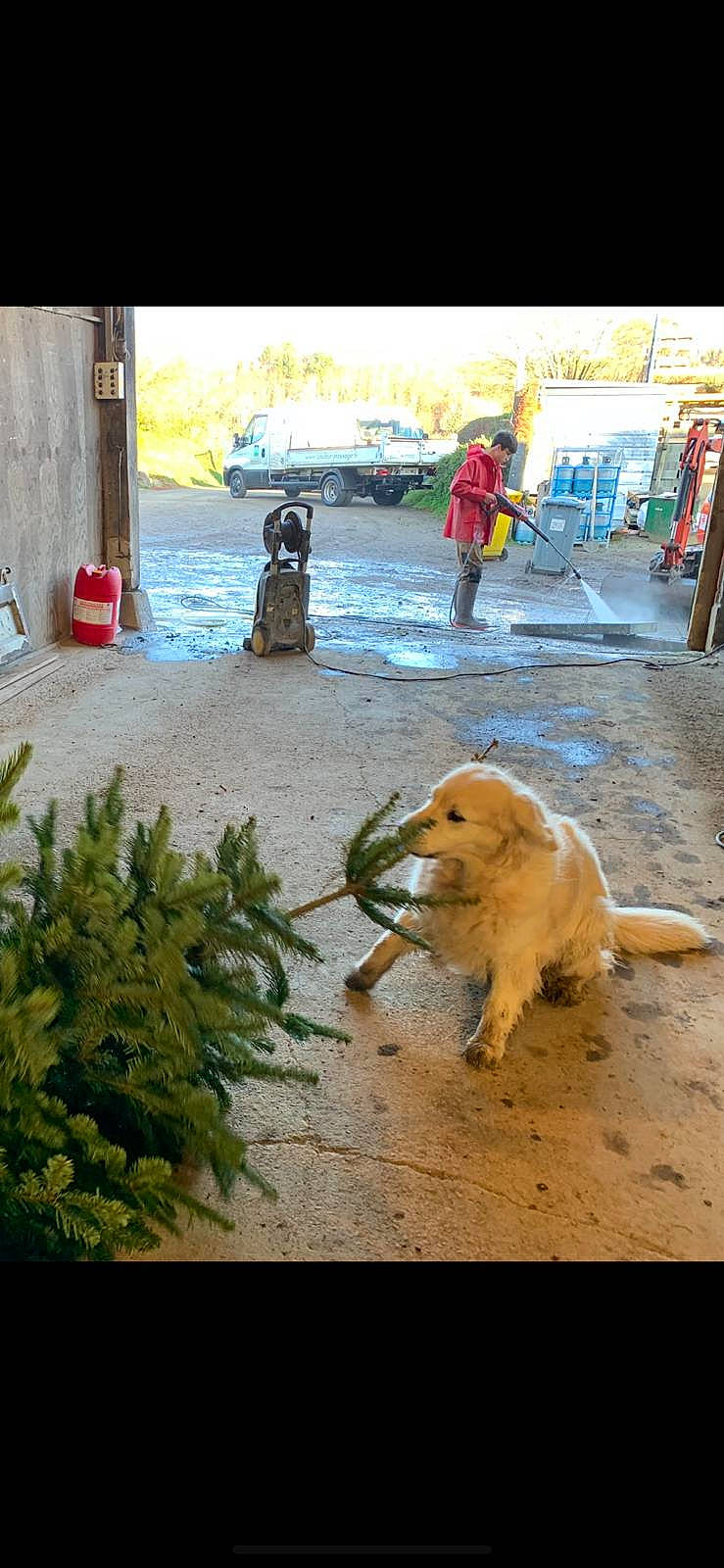 Hermine a rejoint le concours — aidez-le/la à gagner de superbes lots ! asphalt, canidae, carnivore, companion_dog, dog, dog_breed, fawn, felidae, flooring, plant, road, road_surface, sidewalk, sky, sporting_group, street, tail, terrestrial_animal, water, wood