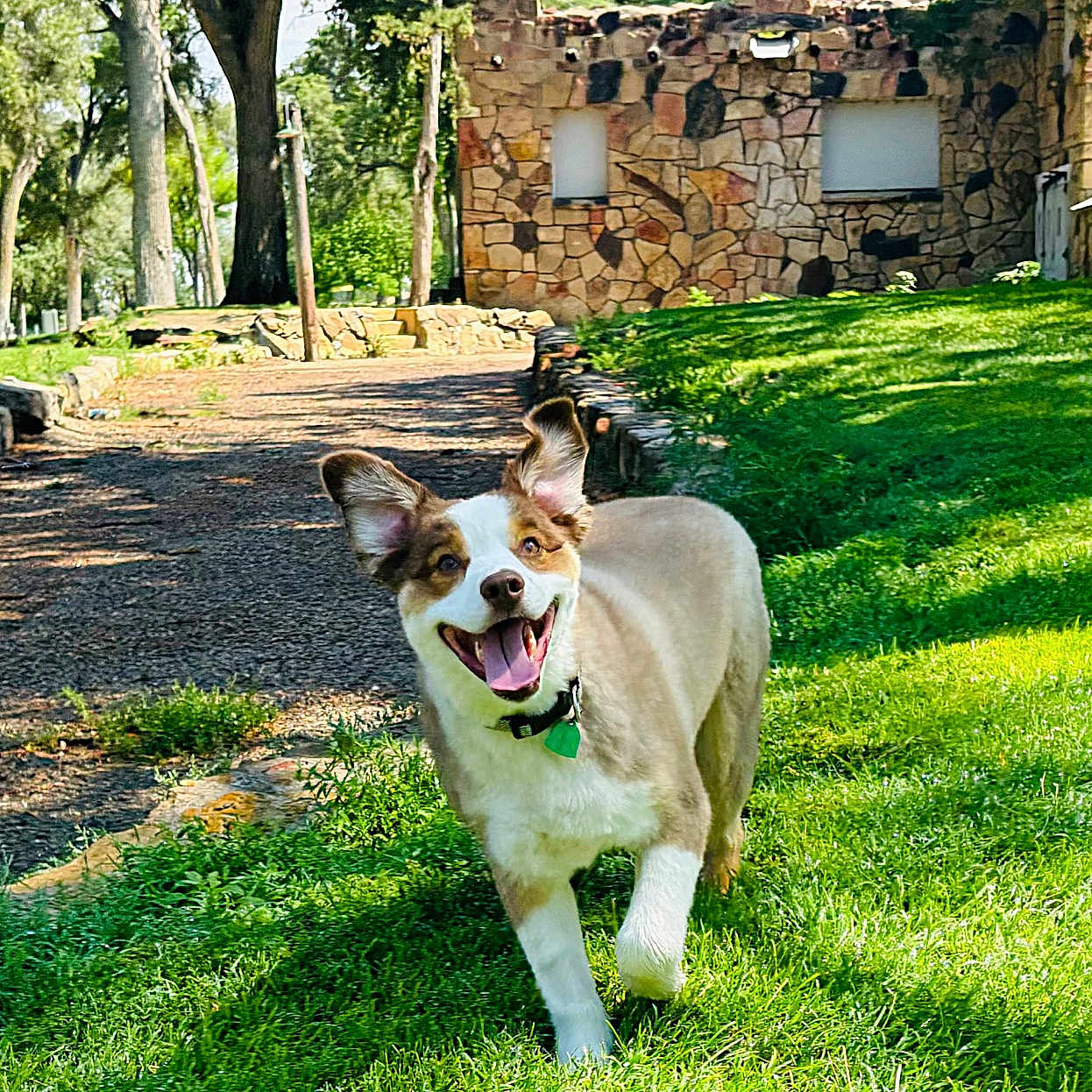 Koda is registered to the contest to win money with this photo: architecture, backyard, building, grass, green, grove, herbal, herbs, land, nature, outdoors, park, plant, rock, shelter, summer, tree, vegetation, woodland, yard