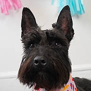 Macho joined the competition — help win amazing prizes! animal, background, bandana, black_dog, blue, celebration, close_up, cute, decorations, dog, ears, festive, fur, holiday, indoor, nose, pet, pink, portrait, scottish_terrier