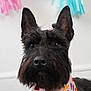 animal, background, bandana, black_dog, blue, celebration, close_up, cute, decorations, dog, ears, festive, fur, holiday, indoor, nose, pet, pink, portrait, scottish_terrier