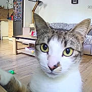 Moly participe au concours pour gagner de l'argent avec cette photo : cat, close_up, paw, yellow_eyes, living_room, sofa, coffee_table, wooden_floor, kitchen, fridge, toy_mouse, lamp, plant, indoor, pet, curious, fur, whiskers, timestamp_overlay, watermark