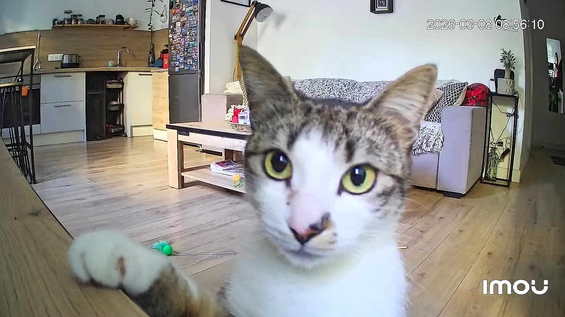 Moly participe au concours pour gagner de l'argent avec cette photo : cat, close_up, paw, yellow_eyes, living_room, sofa, coffee_table, wooden_floor, kitchen, fridge, toy_mouse, lamp, plant, indoor, pet, curious, fur, whiskers, timestamp_overlay, watermark