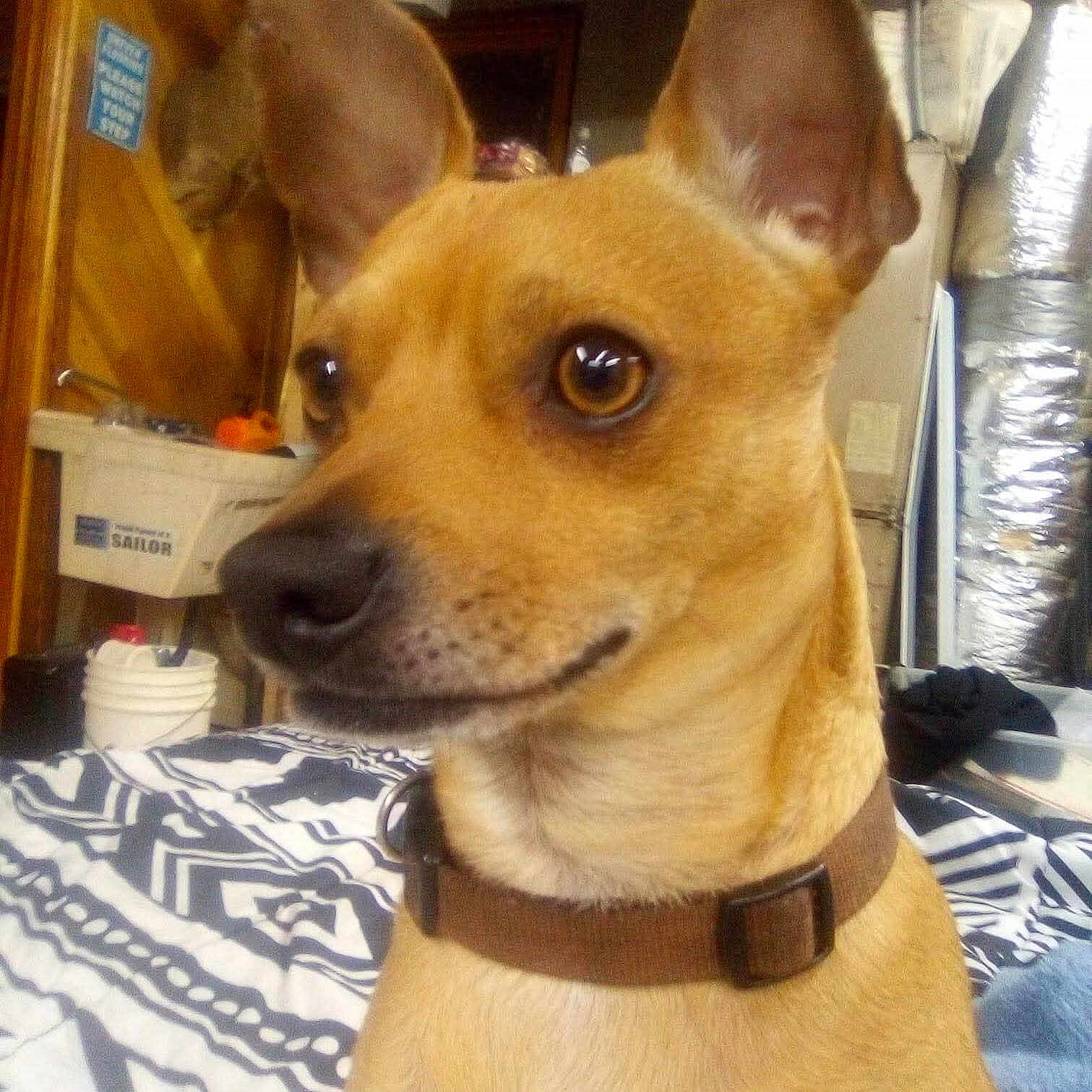 Stoney joined the competition — help win amazing prizes! dog, pet, close_up, indoor, blanket, patterned_bedspread, collar, brown_fur, ears, muzzle, eyes, portrait, small_dog, cluttered_background, bucket, wood_cabinet, metal_duct, mirror, bedding, curious_expression