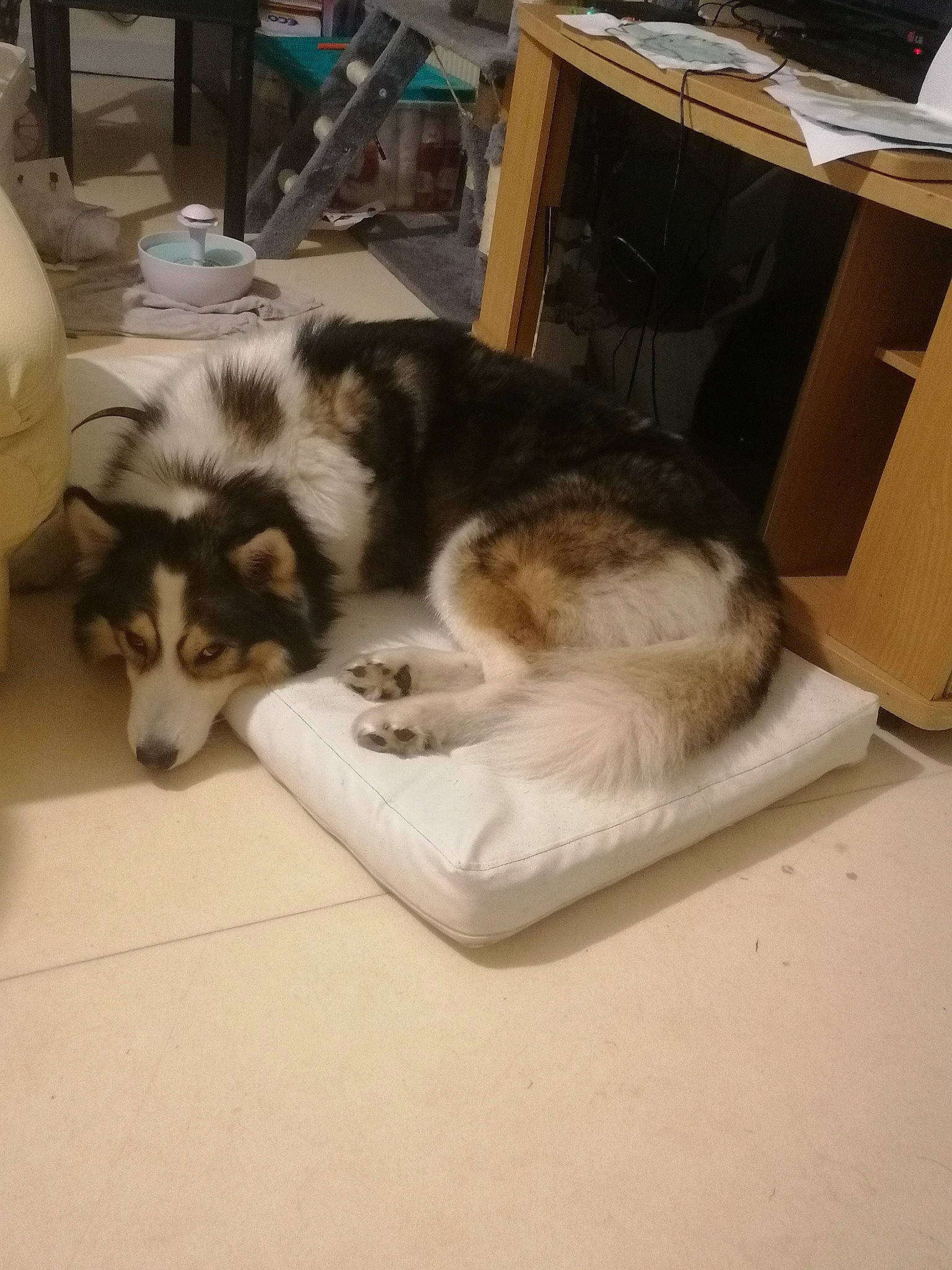 Grognon a rejoint le concours — aidez-le/la à gagner de superbes lots ! box, canidae, carnivore, cat, comfort, companion_dog, dog, dog_breed, domestic_short_haired_cat, fawn, felidae, fur, paw, room, siberian_husky, sled_dog, small_to_medium_sized_cats, sporting_group, whiskers, working_animal