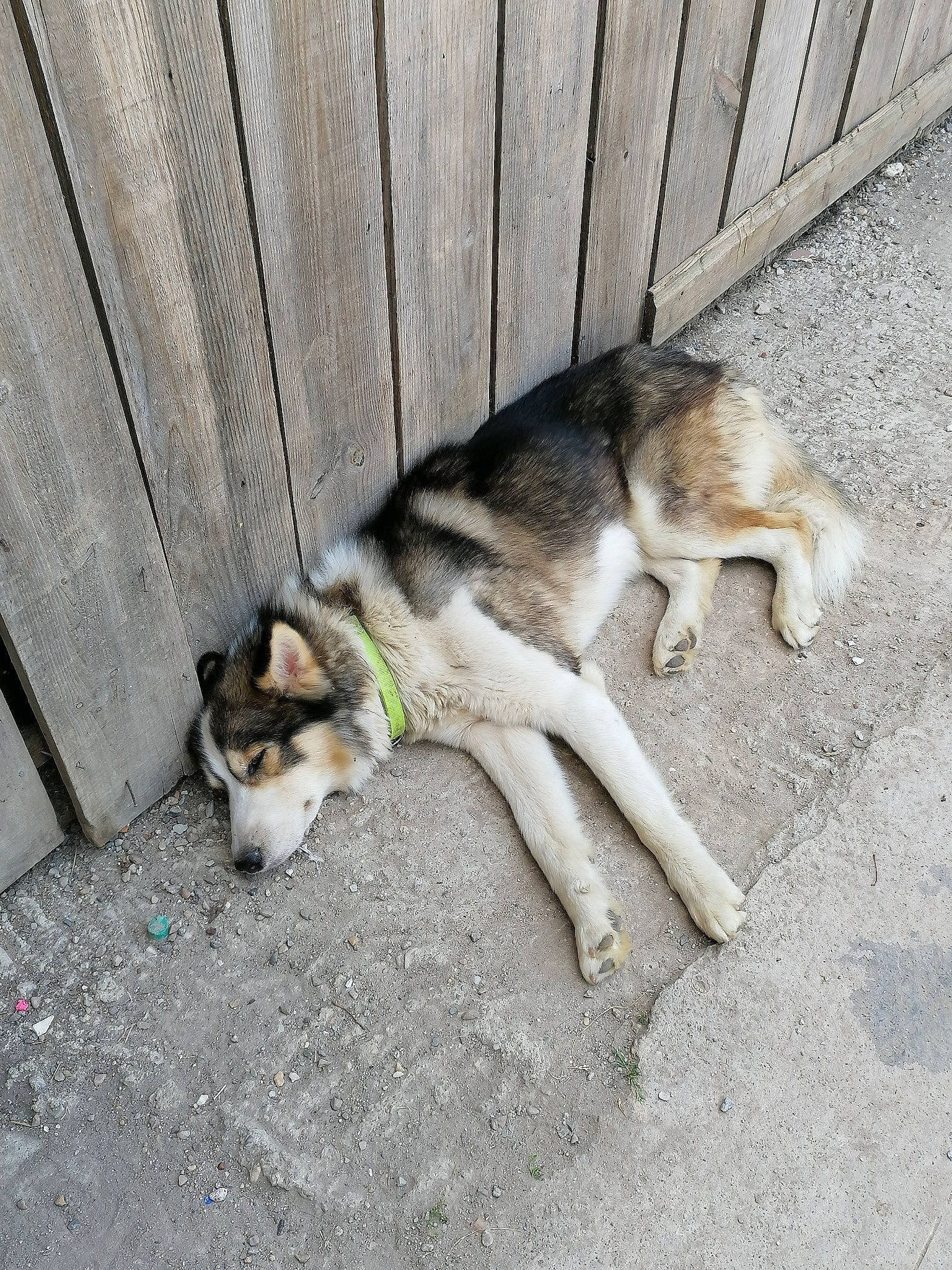 Grognon participe au concours pour gagner de l'argent avec cette photo : canidae, carnivore, companion_dog, dog, dog_breed, fawn, felidae, fence, foot, fur, grass, road_surface, siberian_husky, small_to_medium_sized_cats, snout, sporting_group, tail, terrestrial_animal, wood, working_dog