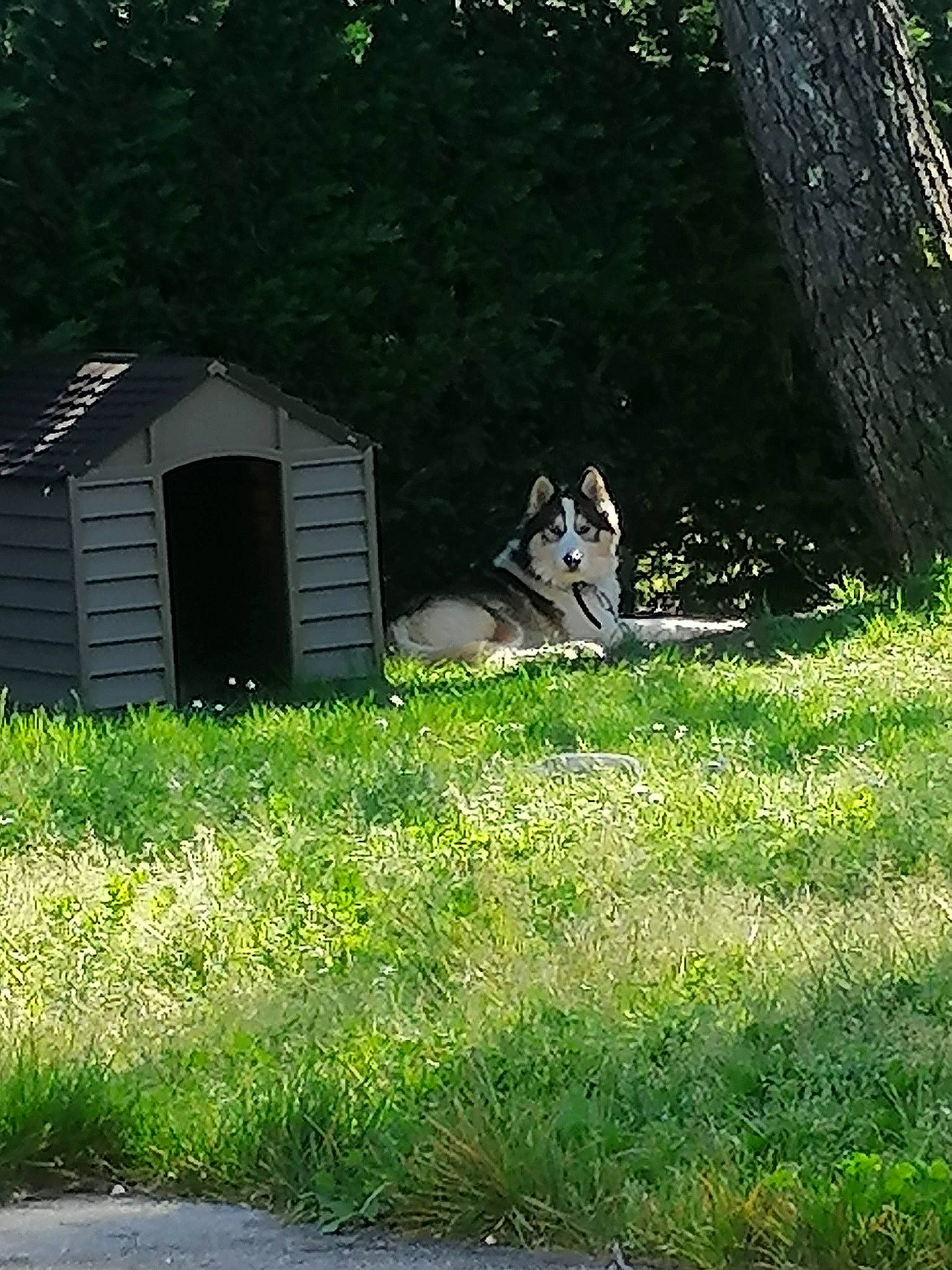 Grognon participe au concours pour gagner de l'argent avec cette photo : carnivore, companion_dog, cottage, dog, dog_breed, grass, grassland, groundcover, house, landscape, lawn, meadow, pasture, plant, shade, shrub, tail, tree, wildlife, wood