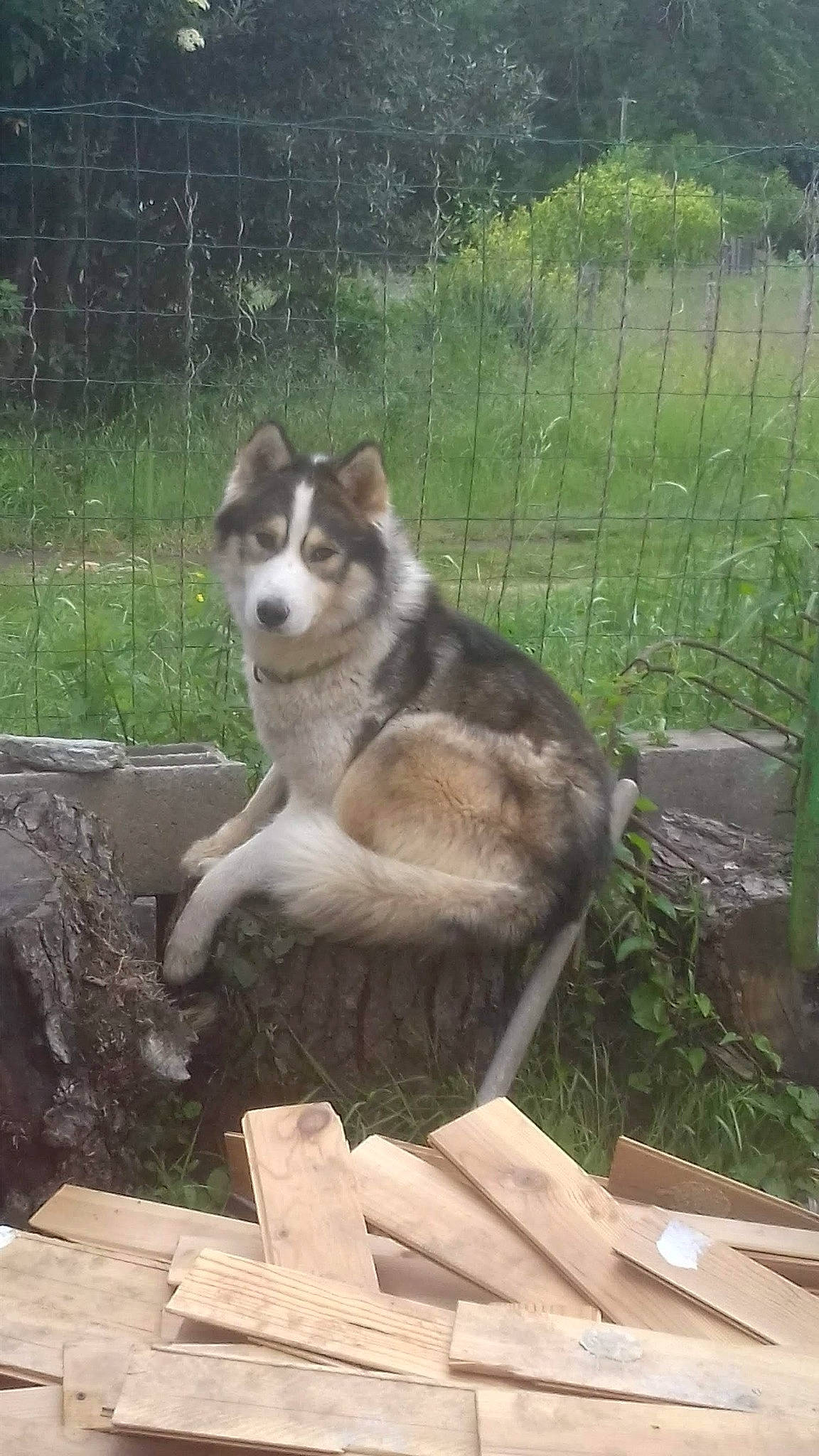 Grognon a rejoint le concours — aidez-le/la à gagner de superbes lots ! ancient_dog_breeds, canidae, carnivore, companion_dog, dog, dog_breed, fence, gas, grass, home_fencing, plant, sled_dog, sporting_group, tail, terrestrial_animal, working_dog