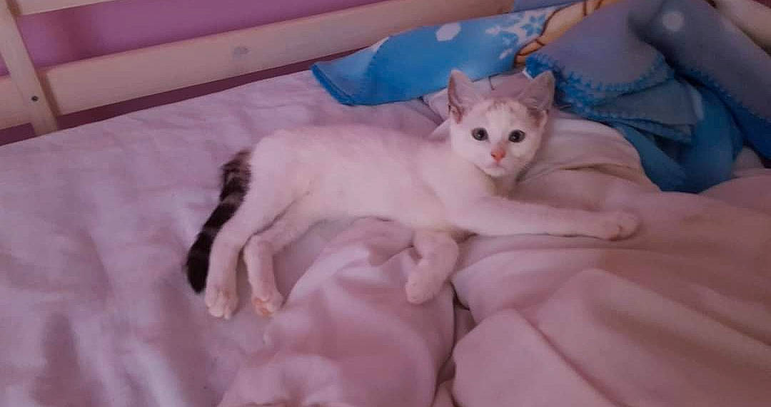 Clochette a rejoint le concours — aidez-le/la à gagner de superbes lots ! carnivore, cat, comfort, domestic_short_haired_cat, eye, fawn, felidae, fur, paw, pet_supply, small_to_medium_sized_cats, tail, whiskers