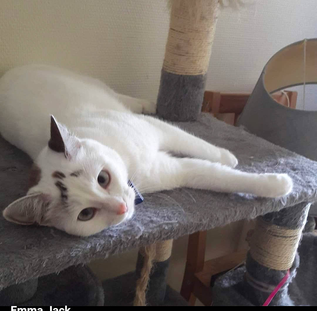 Clochette a rejoint le concours — aidez-le/la à gagner de superbes lots ! carnivore, cat, cat_supply, chair, comfort, couch, domestic_short_haired_cat, eye, fawn, felidae, flooring, fur, hardwood, paw, room, small_to_medium_sized_cats, snout, tail, whiskers, wood