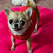 Sophie is registered to the contest to win money with this photo: dog, chihuahua, small_dog, pet, red_sweater, pink_cushion, indoor, cute, tiny, animal, fur, ears, tongue, looking_up, cozy, playful, domestic, companion, toy_breed, portrait