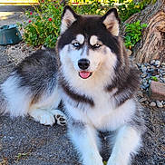 Ipsy participe au concours pour gagner de l'argent avec cette photo : animal, canine, cute, dog, flower, fur, greenery, ground, heterochromia, husky, laying_down, nature, outdoor, paw, pet, portrait, relaxed, sunlight, tongue, tree